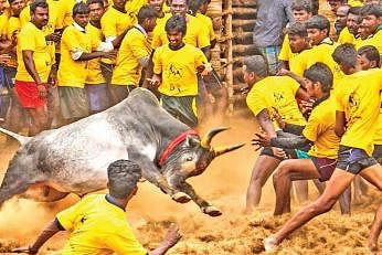 Bull run that cannot be tamed
